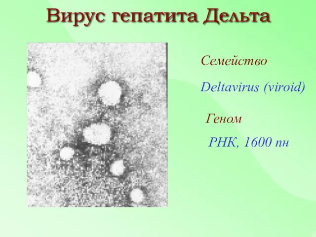 Семейство Deltavirus (viroid) Геном РНК, 1600 пн Вирус гепатита Дельта