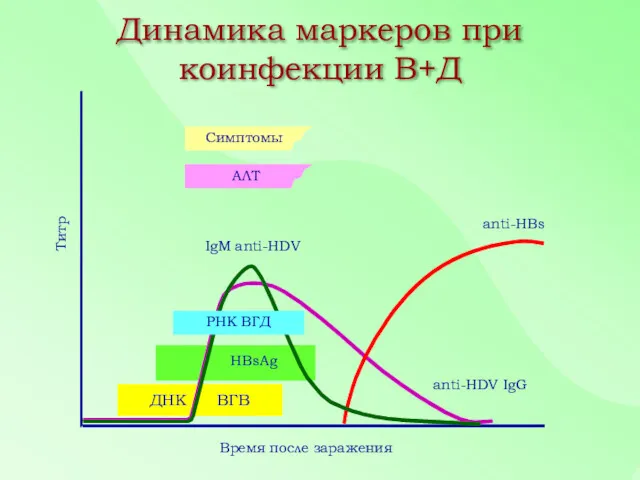 ДНК ВГВ Динамика маркеров при коинфекции В+Д Время после заражения