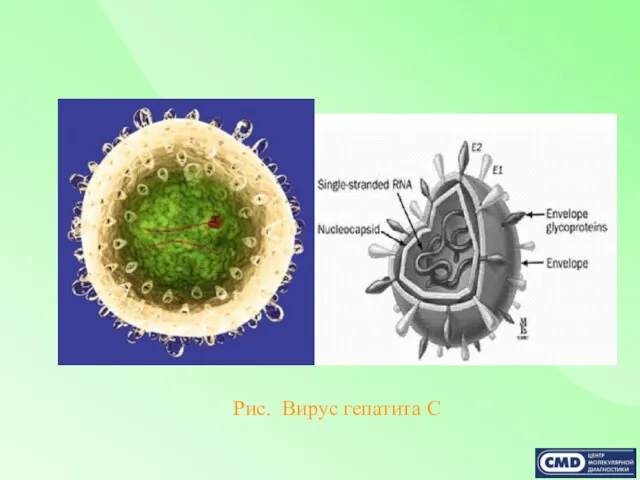 Рис. Вирус гепатита С