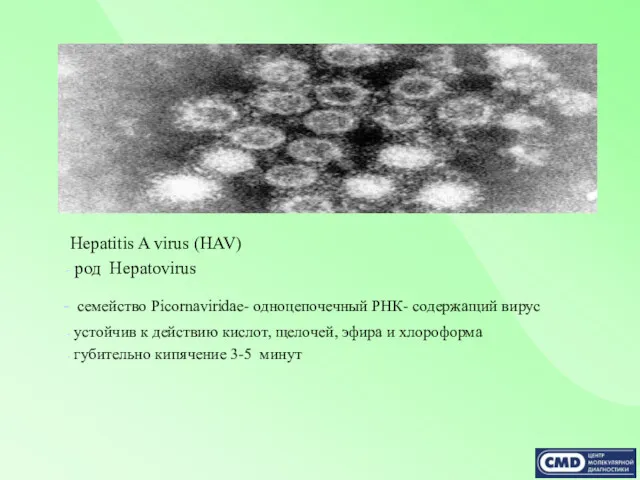 Hepatitis A virus (HAV) род Hepatovirus семейство Picornaviridae- одноцепочечный РНК-