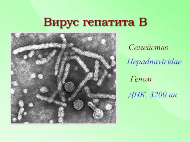 Вирус гепатита В Семейство Hepadnaviridae Геном ДНК, 3200 пн