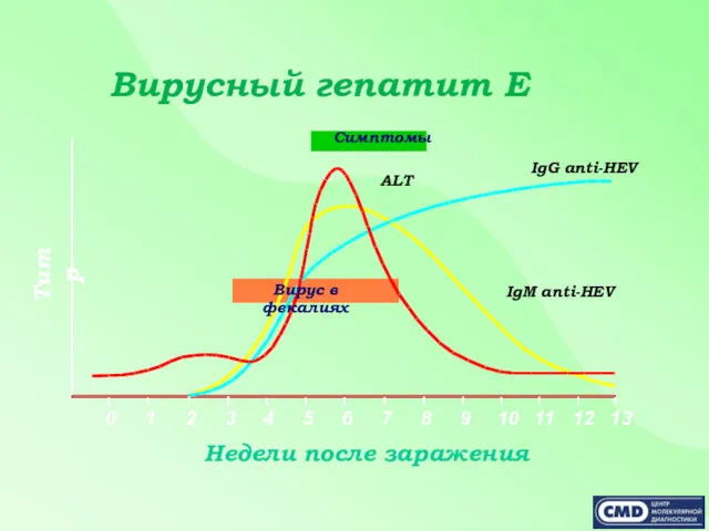 Вирусный гепатит Е