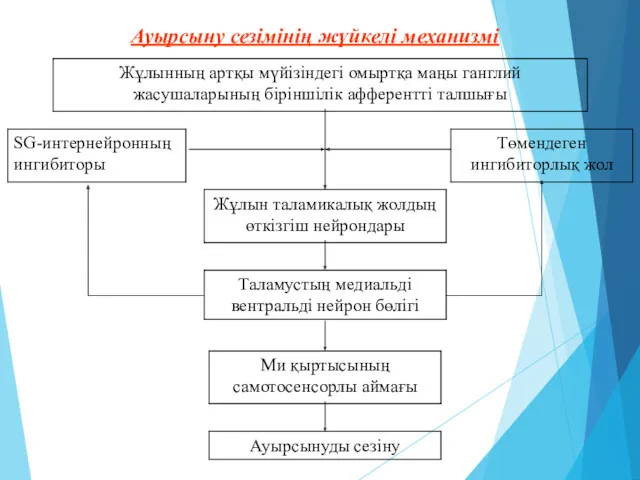 Ауырсыну сезімінің жүйкелі механизмі