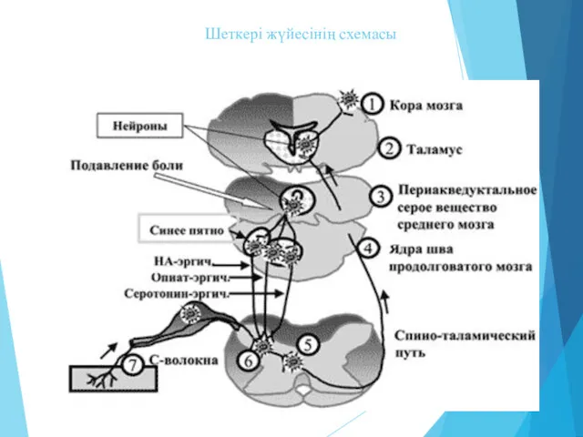 Шеткері жүйесінің схемасы