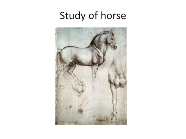 Study of horse