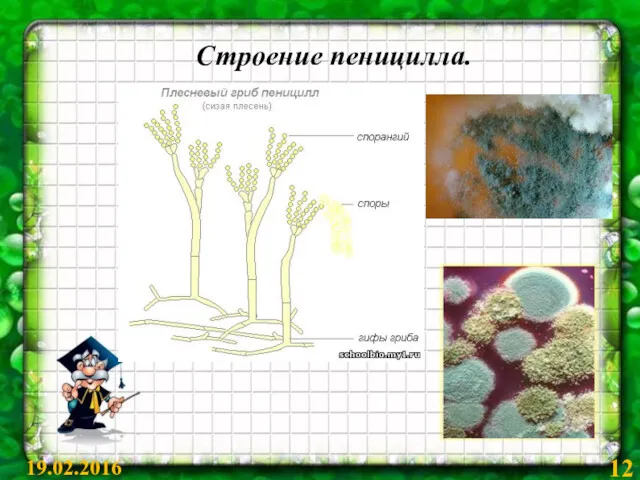 Строение пеницилла. 19.02.2016