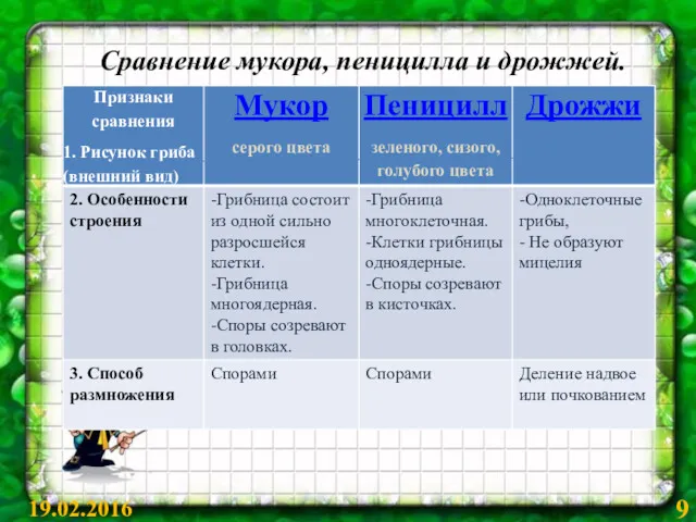 Сравнение мукора, пеницилла и дрожжей. 19.02.2016