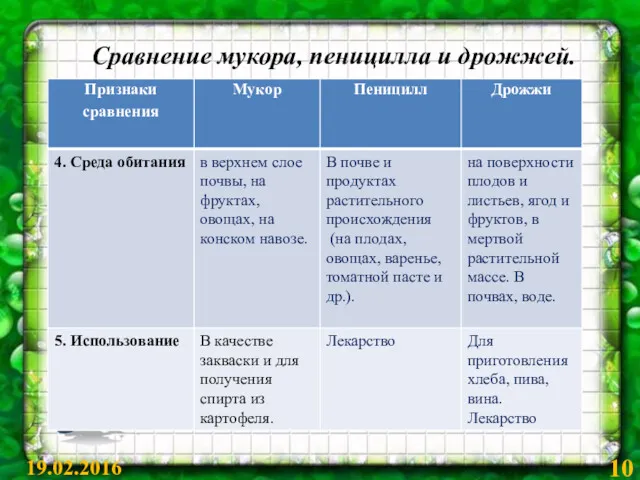 Сравнение мукора, пеницилла и дрожжей. 19.02.2016