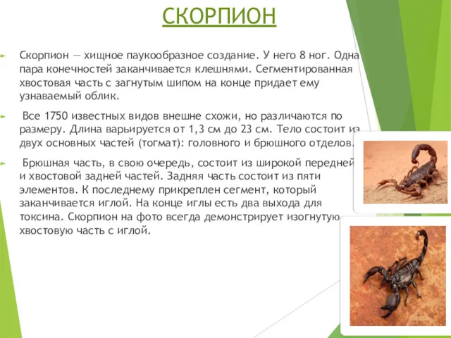 СКОРПИОН Скорпион — хищное паукообразное создание. У него 8 ног. Одна пара конечностей