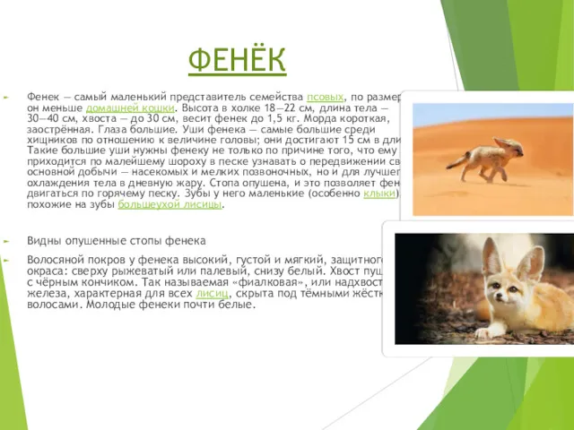 ФЕНЁК Фенек — самый маленький представитель семейства псовых, по размерам он меньше домашней