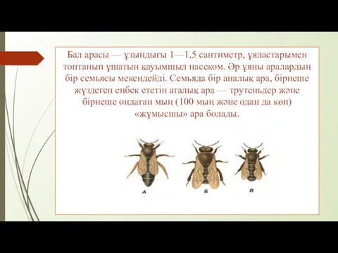 Бал арасы — ұзындығы 1—1,5 сантиметр, ұяластарымен топтанып ұшатын қауымшыл насеком. Әр ұяны