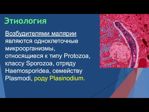 Возбудителями малярии являются одноклеточные микроорганизмы, относящиеся к типу Protozoa, классу Sporozoa, отряду Haemosporidea,