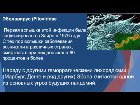 Эболавирус (Filoviridae Первая вспышка этой инфекции была зафиксирована в Заире в 1976 году.