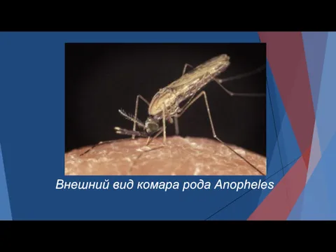Внешний вид комара рода Anopheles