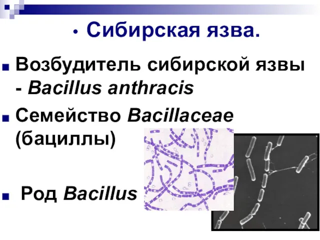 Сибирская язва. Возбудитель сибирской язвы - Bacillus anthracis Семейство Bacillaceae (бациллы) Род Bacillus