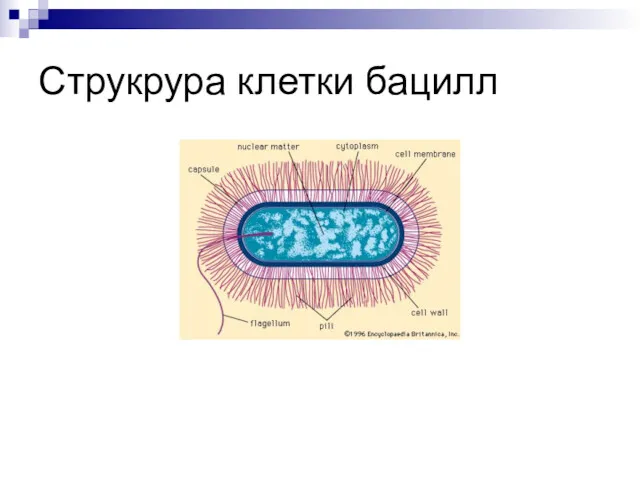 Струкрура клетки бацилл