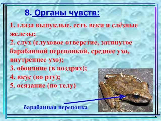 8. Органы чувств: 1. глаза выпуклые, есть веки и слёзные железы; 2. слух