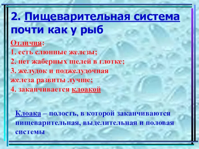 2. Пищеварительная система почти как у рыб Отличия: 1. есть слюнные железы; 2.