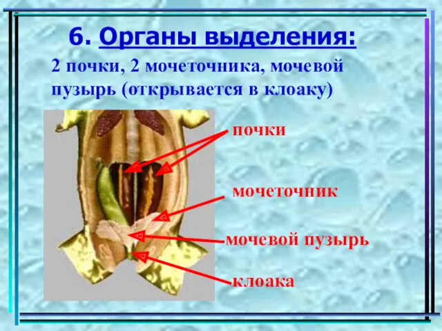 6. Органы выделения: 2 почки, 2 мочеточника, мочевой пузырь (открывается в клоаку) почки