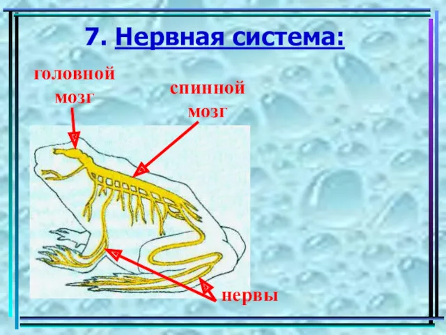 7. Нервная система: головной мозг спинной мозг нервы