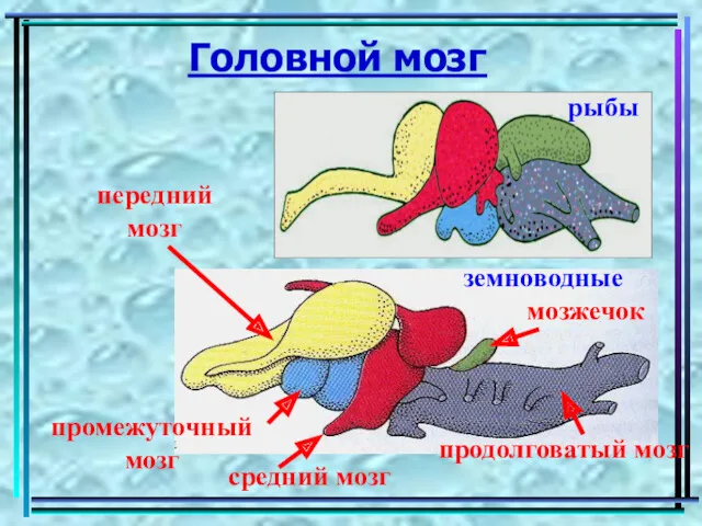 Головной мозг рыбы земноводные передний мозг промежуточный мозг средний мозг продолговатый мозг мозжечок