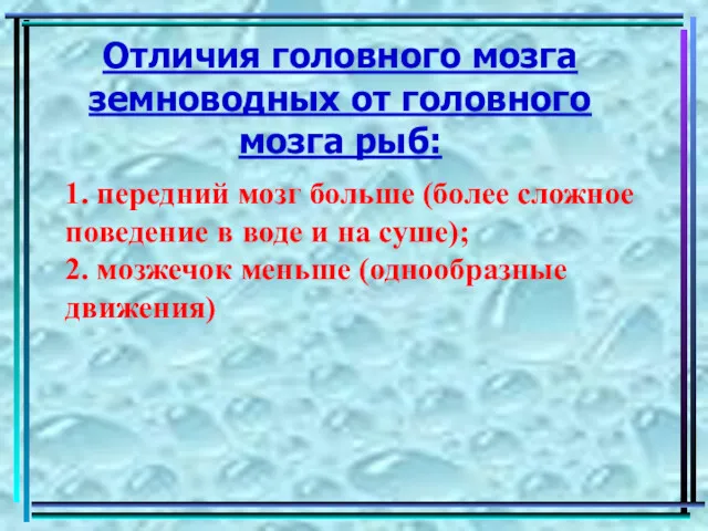 Отличия головного мозга земноводных от головного мозга рыб: 1. передний мозг больше (более