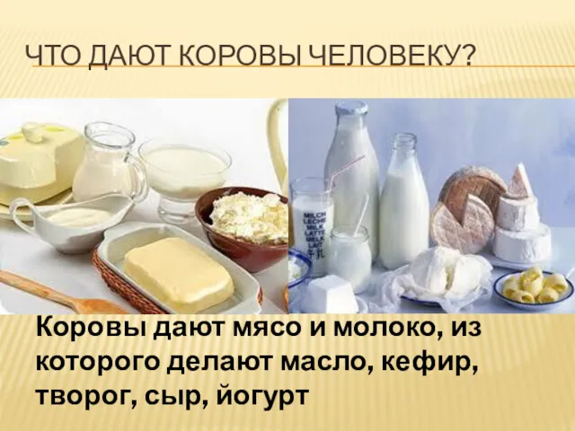 ЧТО ДАЮТ КОРОВЫ ЧЕЛОВЕКУ? Коровы дают мясо и молоко, из