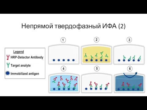 Непрямой твердофазный ИФА (2)