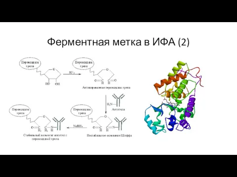 Ферментная метка в ИФА (2)