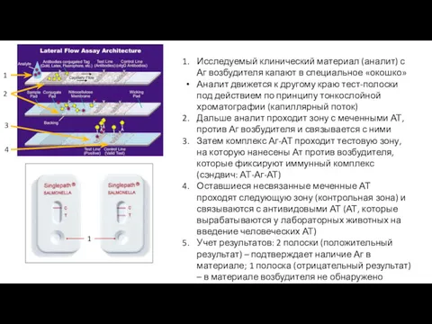 Исследуемый клинический материал (аналит) с Аг возбудителя капают в специальное