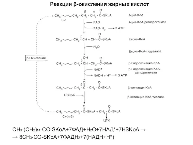 Реакции β-окисления жирных кислот CH3-(CH2)14-CO-SKoA+7ФАД+H2O+7НАД*+7HSKoA → → 8CH3-CO-SKoA+7ФАДH2+7(НАДH+H*)