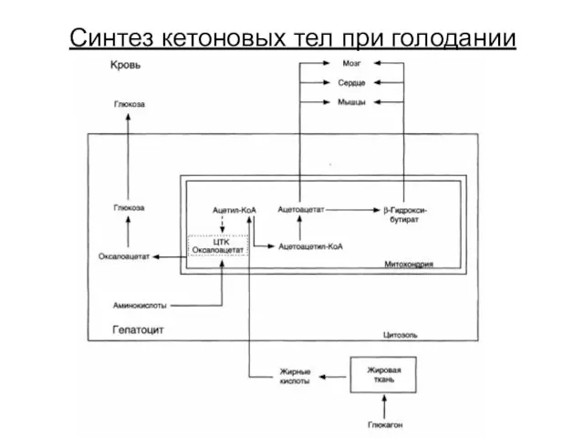 Синтез кетоновых тел при голодании