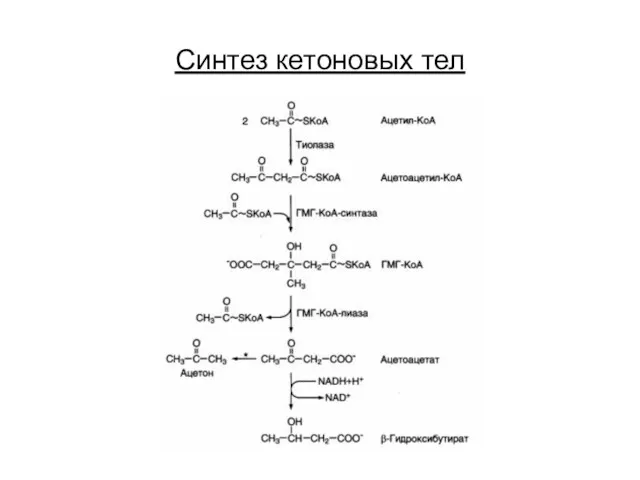 Синтез кетоновых тел