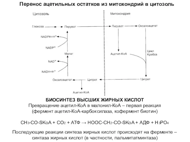 Перенос ацетильных остатков из митохондрий в цитозоль БИОСИНТЕЗ ВЫСШИХ ЖИРНЫХ