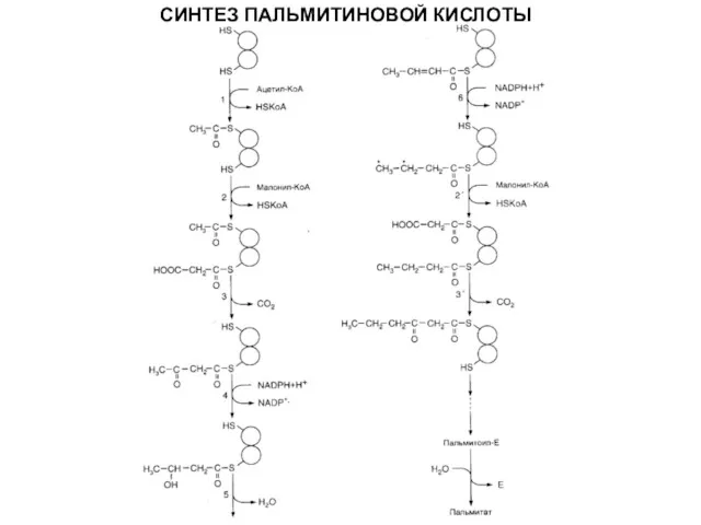 СИНТЕЗ ПАЛЬМИТИНОВОЙ КИСЛОТЫ