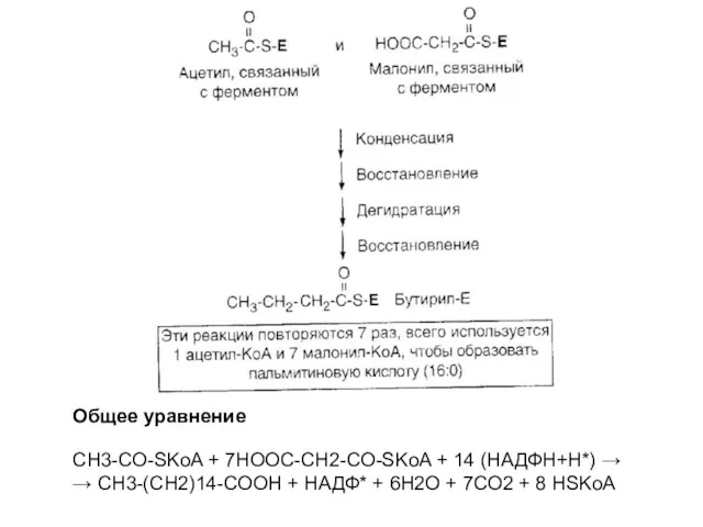 Общее уравнение CH3-CO-SKoA + 7HOOC-CH2-CO-SKoA + 14 (НАДФН+Н*) → →