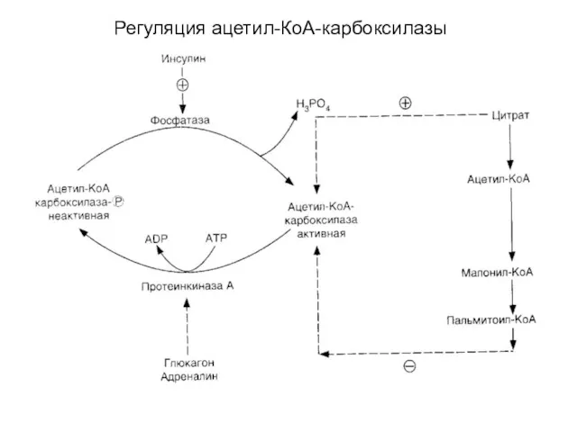 Регуляция ацетил-КоА-карбоксилазы