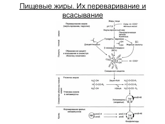 Пищевые жиры. Их переваривание и всасывание