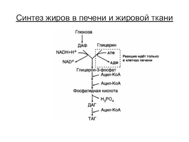 Синтез жиров в печени и жировой ткани