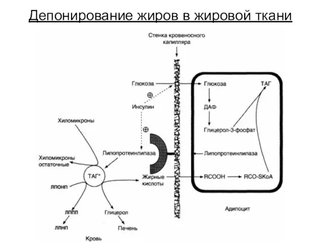 Депонирование жиров в жировой ткани