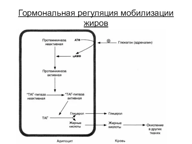 Гормональная регуляция мобилизации жиров