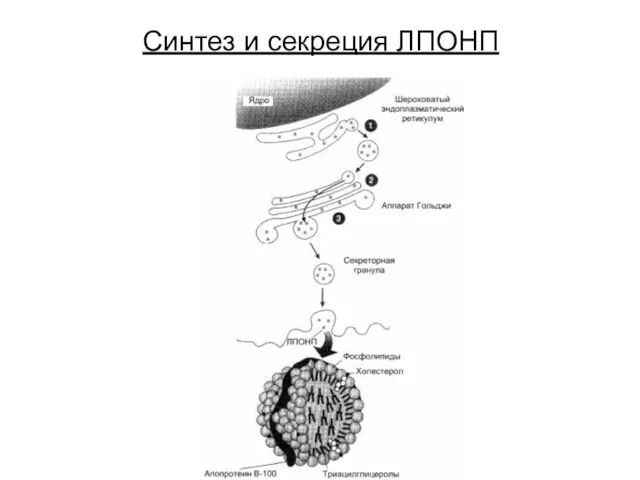 Синтез и секреция ЛПОНП