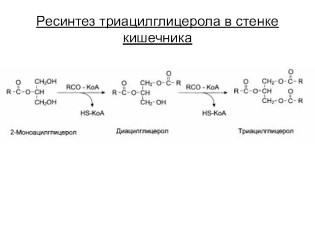 Ресинтез триацилглицерола в стенке кишечника