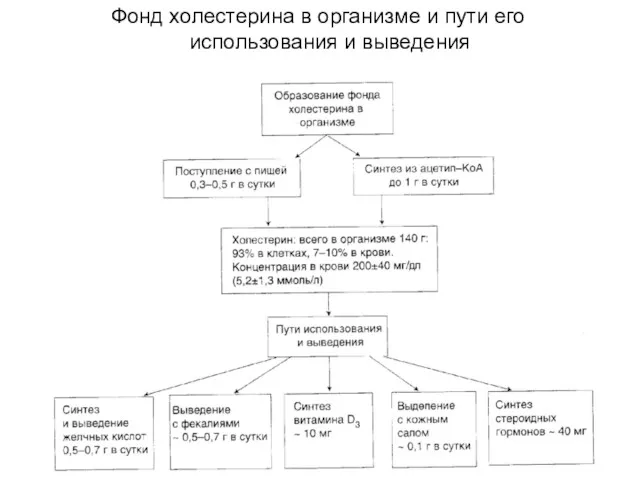 Фонд холестерина в организме и пути его использования и выведения