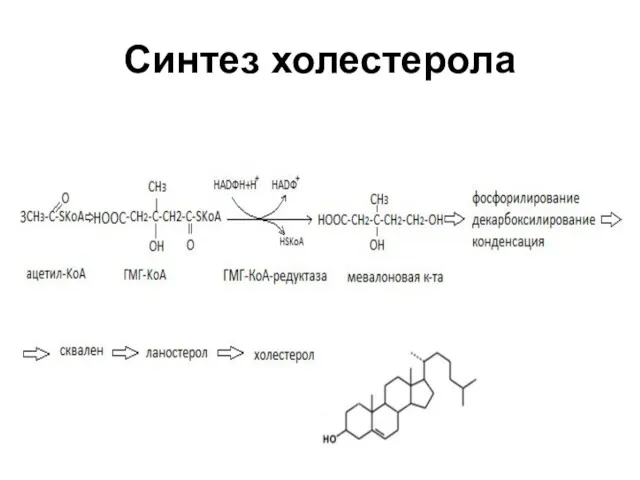 Синтез холестерола