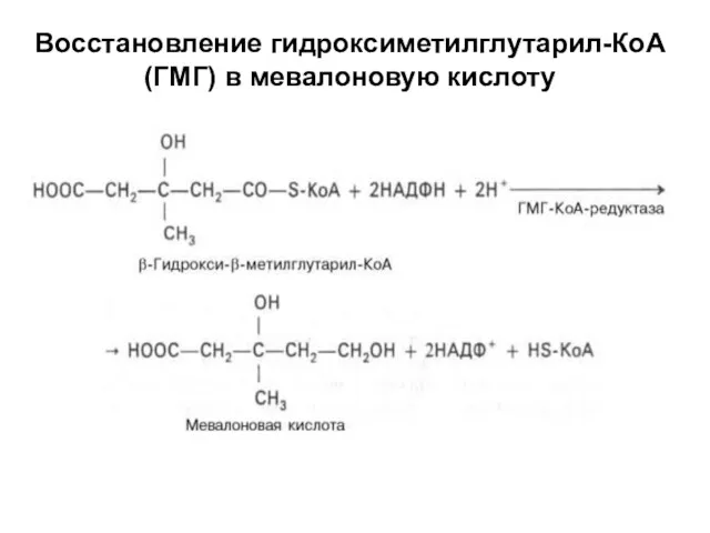 Восстановление гидроксиметилглутарил-КоА (ГМГ) в мевалоновую кислоту