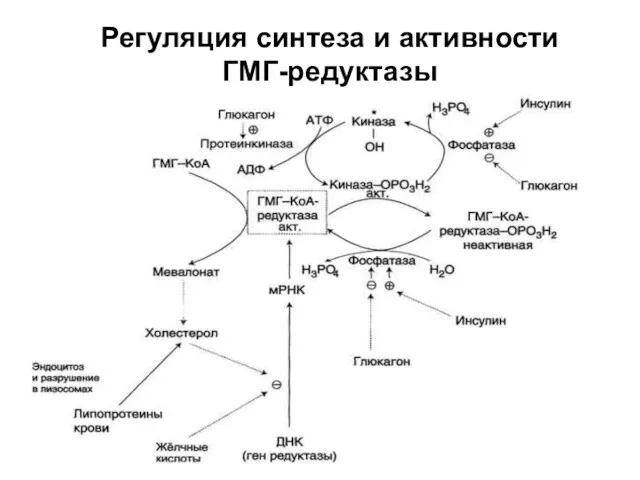 Регуляция синтеза и активности ГМГ-редуктазы