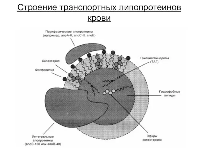 Строение транспортных липопротеинов крови