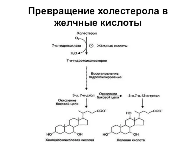 Превращение холестерола в желчные кислоты