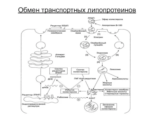 Обмен транспортных липопротеинов